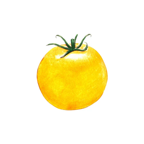 白色背景的西红柿水彩画 — 图库照片