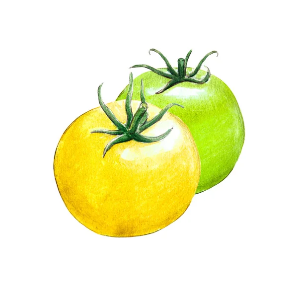 Pomidor Akwarela Ilustracja Białym Tle — Zdjęcie stockowe