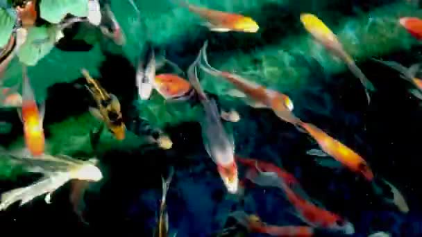 池塘里有很多五彩斑斓的科伊鱼 — 图库视频影像