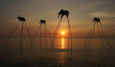 Phu Quoc Salvador filleri