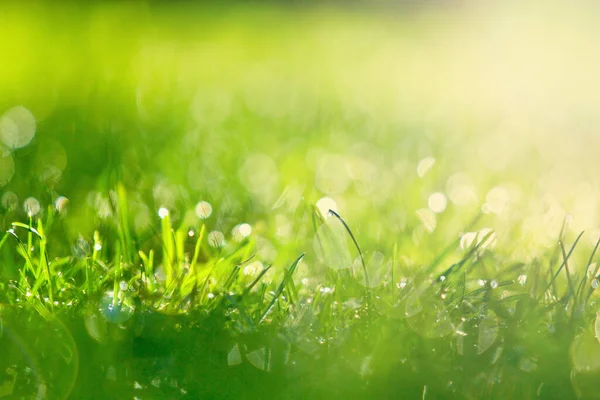 Sabah yeşil çimlerin üzerinde çiy taneleri