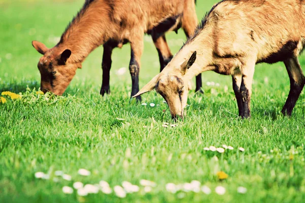 Goats Capra Aegagrus Hircus — Stock Photo, Image