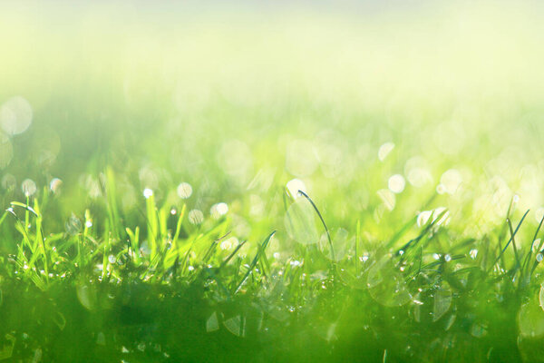 зеленая трава с росой утром