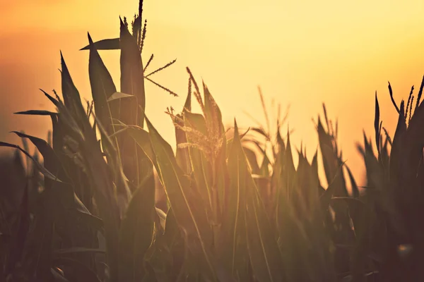 Warm Sunset Cornfield — Stock Photo, Image