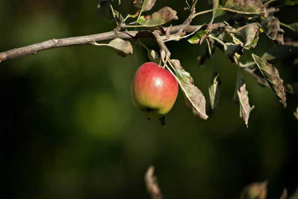 Beautiful Red Apple Tree Branch — Stock Photo, Image