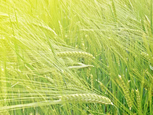 Detalle Campo Trigo Triticum Spp — Foto de Stock