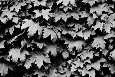 b / w arkaplanı bırakır