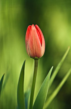 Güzel kırmızı bir lalenin ayrıntıları.