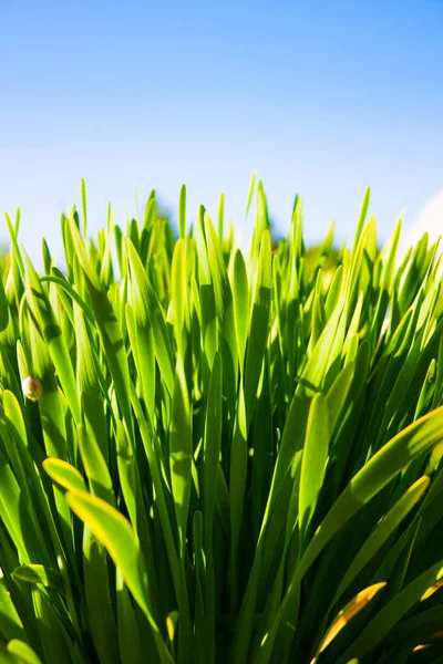 Green Grass Blue Sky — Stock Photo, Image