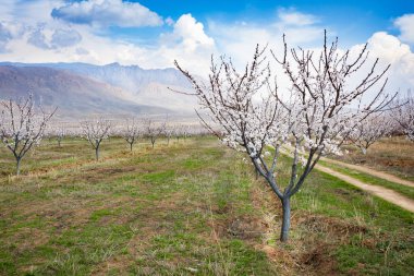 Vayk dağ silsilesi, en Dzor bölgesi, Ermenistan karşı sping sezonunda kayısı çiftlik