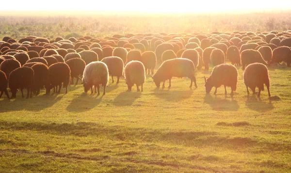 Híres Magyar Racka Sheeps Ellen Naplemente Hortobágyi Nemzeti Park Magyarország — Stock Fotó