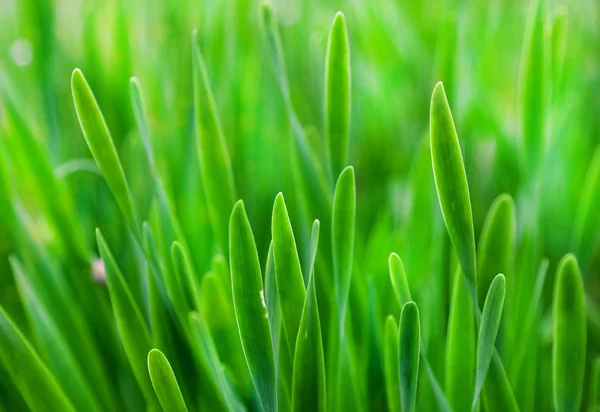 Green Grass Summer Selective Focus — Stock Photo, Image