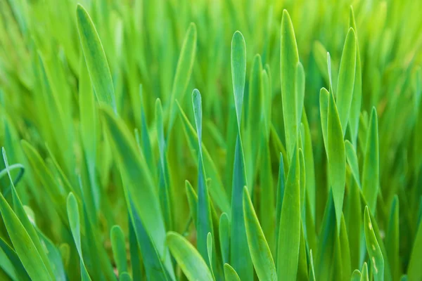 Green Grass Summer Selective Focus — Stock Photo, Image