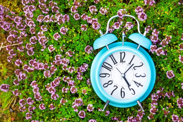 Будильник Синие Часы Зеленой Траве Тимьяне — стоковое фото