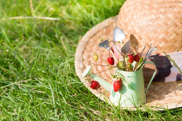 在草地上的水罐 野生草莓 草帽和园林工具 — 图库照片