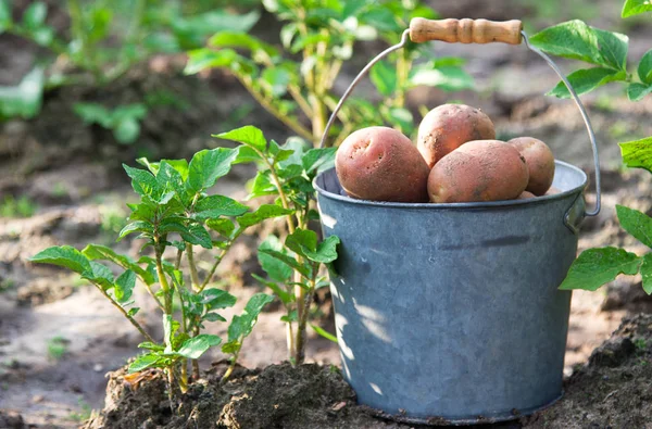 Primeira Colheita Batatas Jardim — Fotografia de Stock
