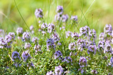 Kekik çiçekleri - timus sp. yaz aylarında. Selectiv odak