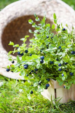 Taze yaban mersini ve yaz şapka çimlerin üzerine örgülü