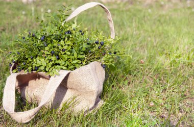 Ormandaki çantada taze yaban mersini