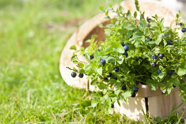 蓝莓和夏天帽子在草 — 图库照片