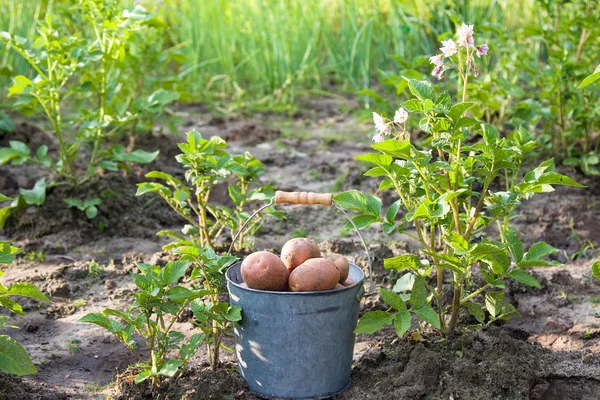 Primeira Colheita Batatas Verão — Fotografia de Stock