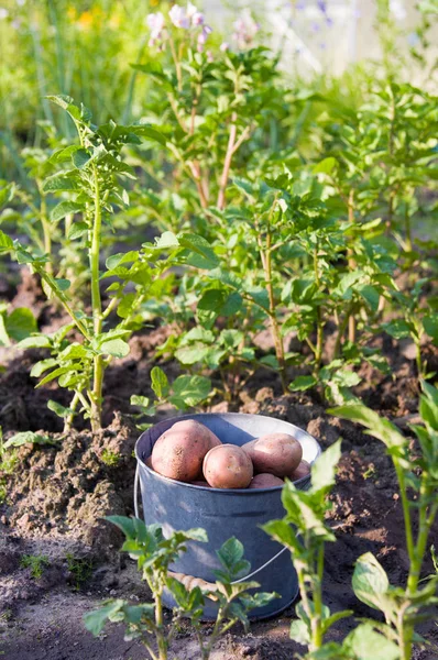 Primeira Colheita Batatas Verão — Fotografia de Stock