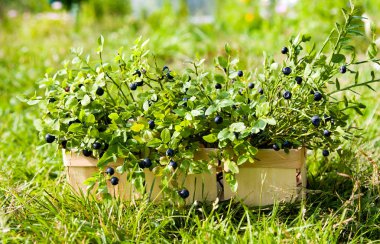 Yaz ormanında sepetteki yabanmersinleri