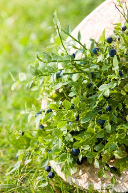 Yaz aylarında yaz şapkalı yaban mersini