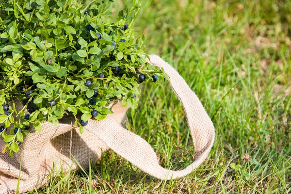 Blueberries Cloth Bag Summer Forest — Stock Photo, Image