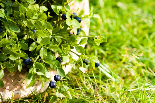 Blueberries in hat in summer — Stock Photo, Image