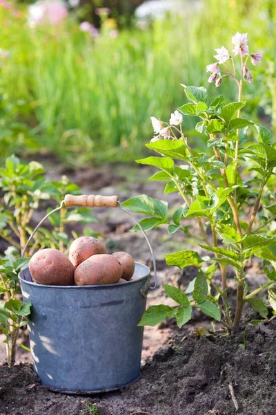 Primeira Colheita Batatas Jardim Verão — Fotografia de Stock