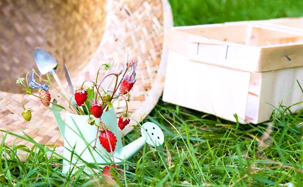 Ποτιστήρι Άγρια Φράουλα Ψάθινο Καπέλο Και Εργαλεία Κήπου — Φωτογραφία Αρχείου