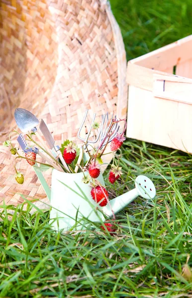 Watering Can Wild Strawberry Straw Hat Tools Garden — Stock Photo, Image