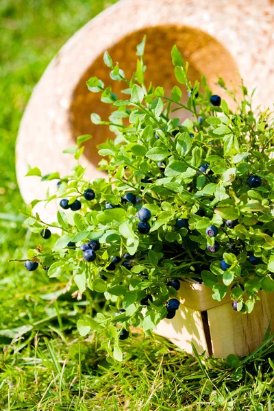 夏天篮子里的蓝莓和帽子 — 图库照片