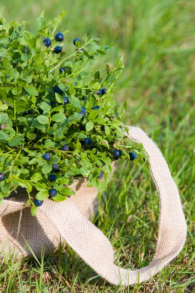 新鲜的蓝莓在袋子在夏天森林 — 图库照片