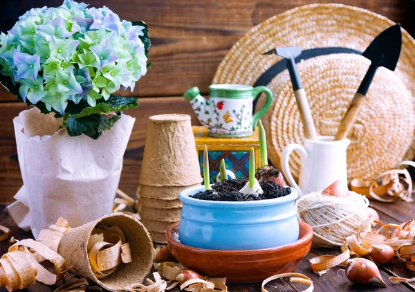 Tulpanlökar, krukväxt groddar, wicker hatt, hyacint och verktyg — Stockfoto