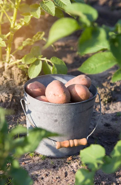 Erste Kartoffelernte im Garten — Stockfoto