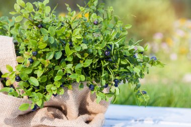 Ormandaki çantada taze yaban mersini