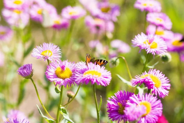 Літній Сад Метелик Рожевих Квітах — стокове фото