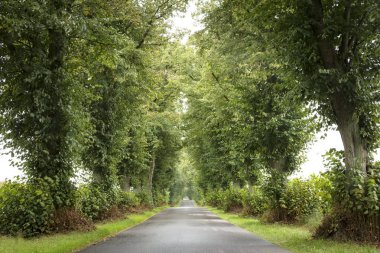 Sokak eski limon ağaçları yaz, Almanya ile
