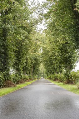 Sokak eski limon ağaçları yaz, Almanya ile