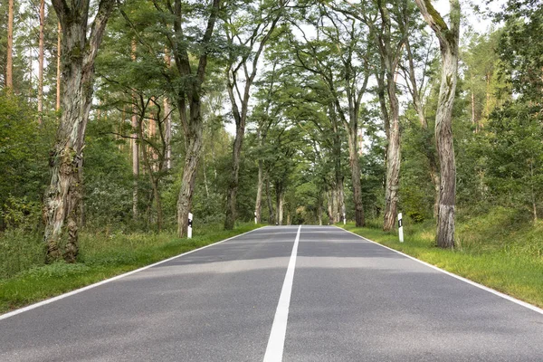 Beco Pitoresco Com Árvores Arcacia Antigas Estrada Rural Alemanha Oriental — Fotografia de Stock