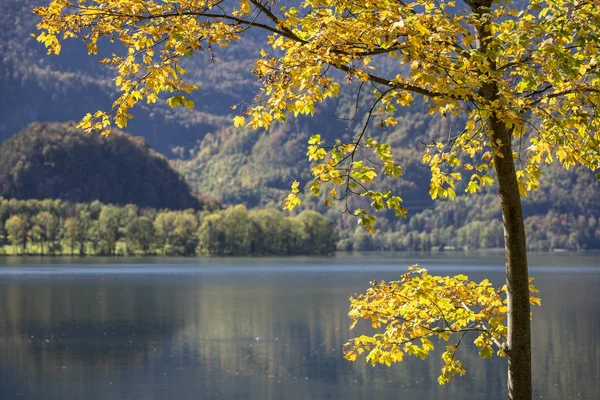 Arbre Avec Feuilles Automne Lac Kochelsee Bavière Allemagne — Photo