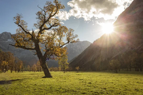 Stare Drzewo Klon Grosser Ahornboden Austrii Jesieni — Zdjęcie stockowe