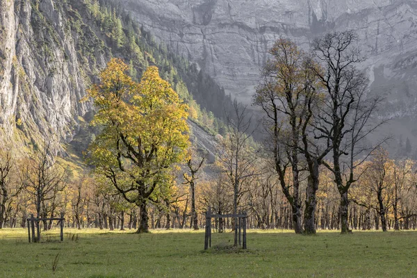 Stary Klon Drzew Obszarze Grosser Ahornboden Austrii Jesieni — Zdjęcie stockowe