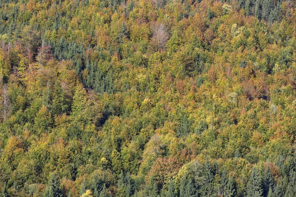 Barevné Listí Podzim Formátovat Plnění — Stock fotografie