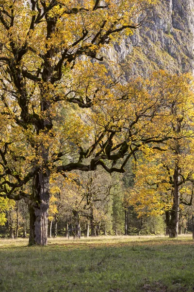 Stary Klon Drzew Obszarze Grosser Ahornboden Austrii Jesieni — Zdjęcie stockowe