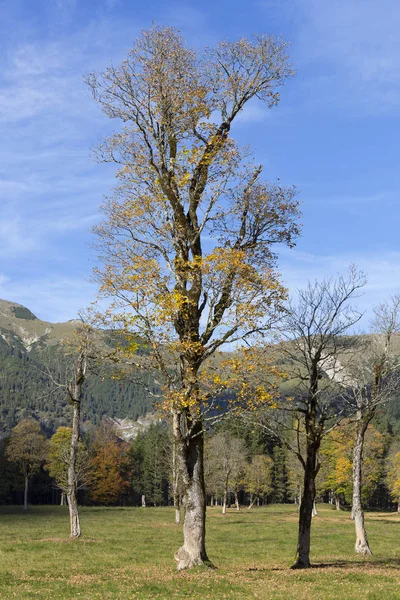 Παλιά Δέντρα Σφενδάμνου Στην Περιοχή Grosser Ahornboden Στην Αυστρία Φθινόπωρο — Φωτογραφία Αρχείου