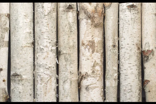 Young Birch Stumps Standing — Stock Photo, Image