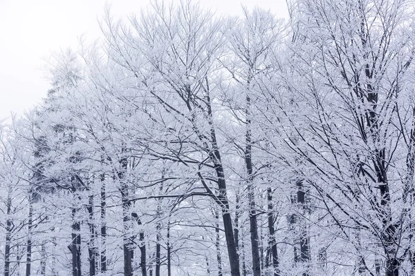 Bare Trees Branches Covered Hoarfrost — Stock Photo, Image